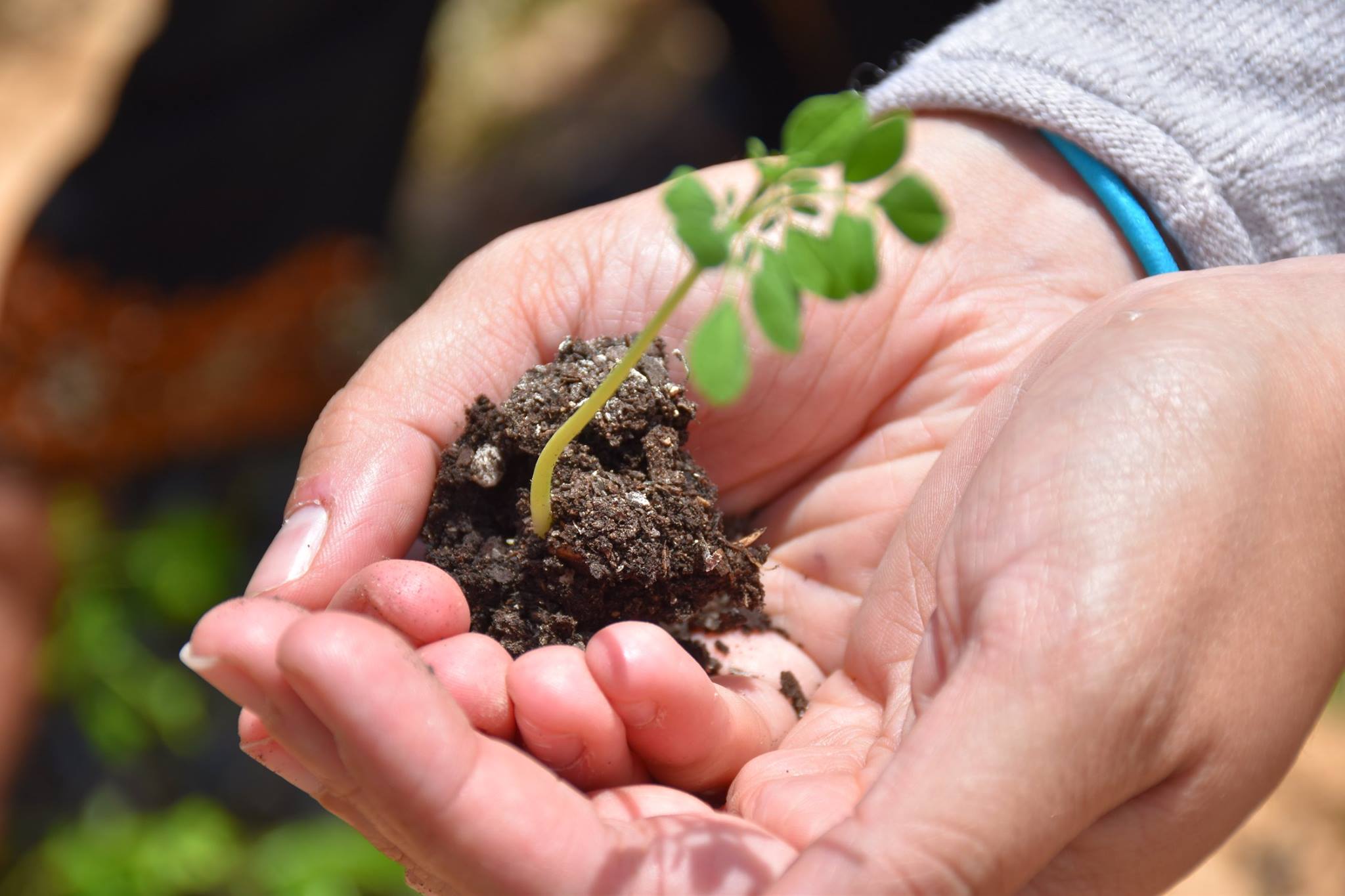 Green hope. Can planting trees bring social change to marginalized regions in Tunisia?