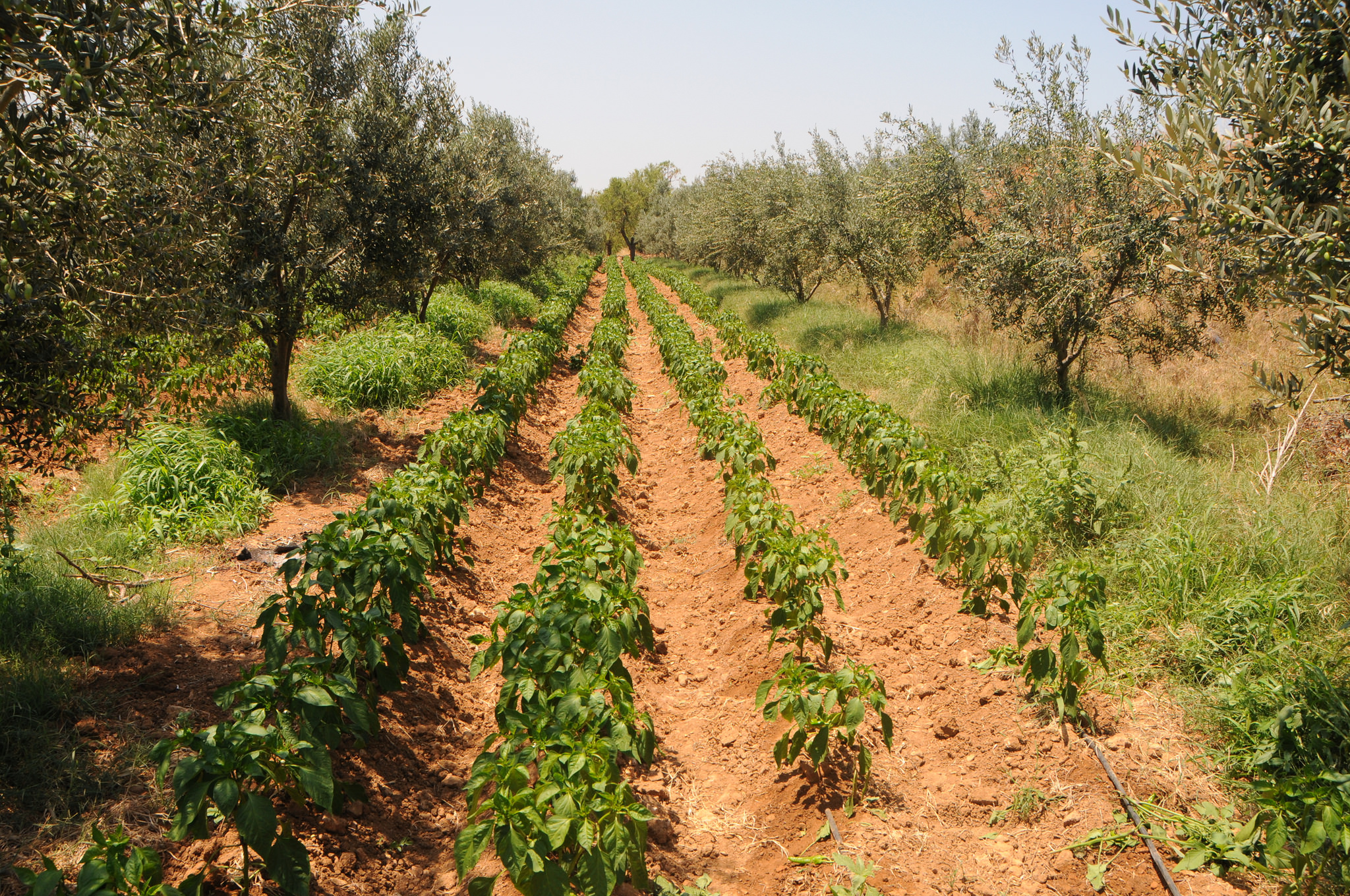 Agriculture in Tunisia: a difficult season 