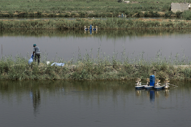 FAO project: non-conventional water for sustainable integrated agri-aquaculture development