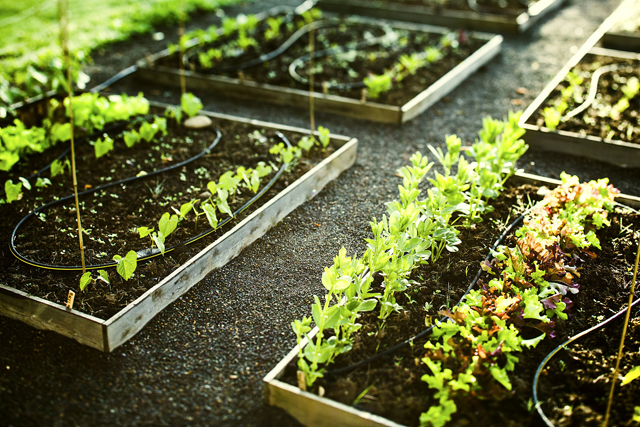 Urban agriculture as an instrument for integration: meet GAPS initiatives