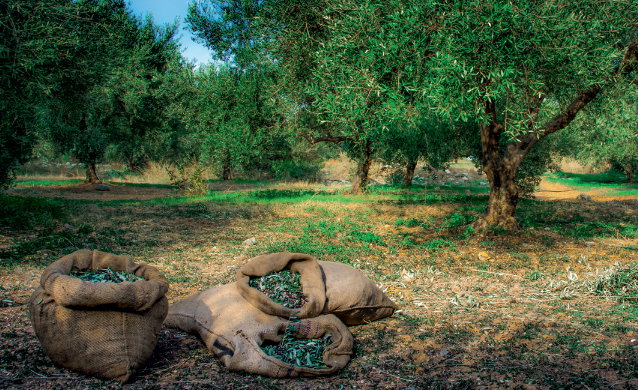 Fixing food: the Mediterranean region