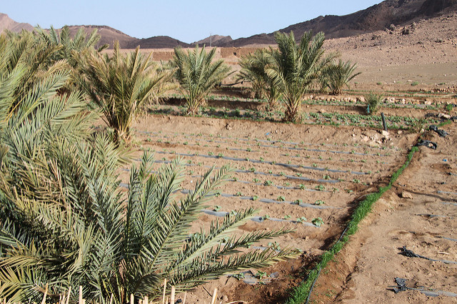 How Morocco became Africa’s agricultural oasis