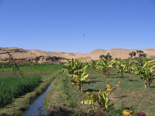 Coping with climate change: what will it take for MENA’s smallholders
