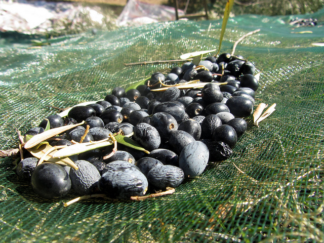 Sources of innovation in family olive farms: the case of Bejaia province in Algeria
