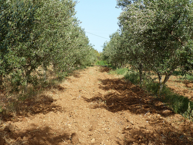The rise of olive oil from Tunisia