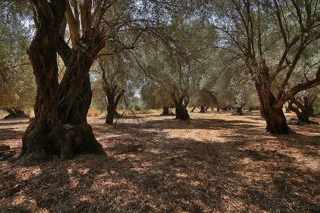 Project in Greece Converts Olive Cultivation Into a Climate Management Too