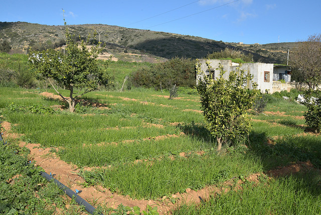 Areas dedicated to organic farming in Sidi Bouzid governorate increase