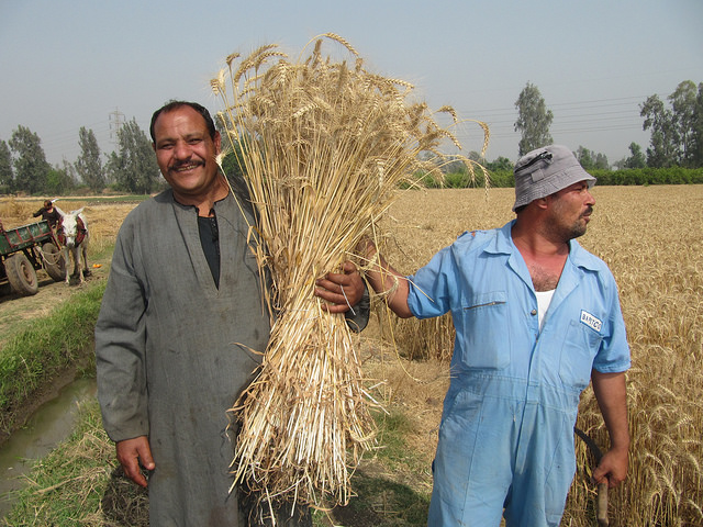 Building resilience of smallholder farmers in Egypt