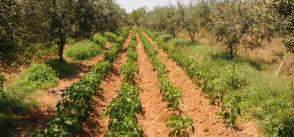 Agriculture in Tunisia: a difficult season 