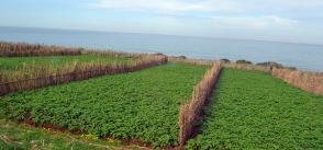 Modernisation of Algerian agriculture to help achieve food security