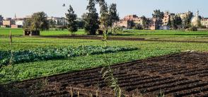 Electronic smart cards for Egypt’s farmers