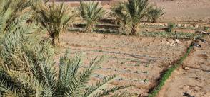 How Morocco became Africa’s agricultural oasis