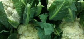 Safeguarding traditionally cultivated local vegetables