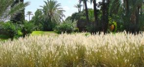 GCF project seed funding to help grow agricultural resilience in Morocco