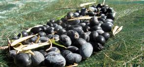 Sources of innovation in family olive farms: the case of Bejaia province in Algeria