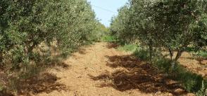 The rise of olive oil from Tunisia