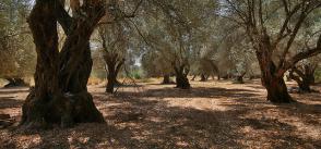 Project in Greece Converts Olive Cultivation Into a Climate Management Too