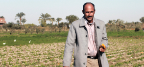 Responsibility, opportunities and challenges of agriculture in Egypt