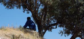 Tunisia: land of the olive tree