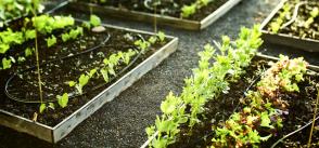 Urban agriculture as an instrument for integration: meet GAPS initiatives