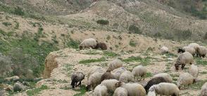 Improving the health of livestock of smallholder farmers in the border areas of Jordan 