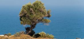 Water-Energy-Food-Ecosystem Nexus in the Mediterranean