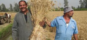 Building resilience of smallholder farmers in Egypt