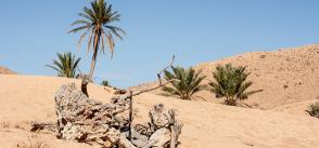 Impact Evaluation of Sustainable Land Management in Tunisia