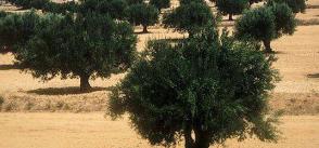 New measures expected to incentivise investment and grow Tunisia's agricultural sector