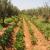Agriculture in Tunisia: a difficult season 