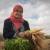 Women's informal groups and their impact on irrigated agriculture in Tunisia