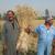 Building resilience of smallholder farmers in Egypt
