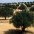 New measures expected to incentivise investment and grow Tunisia's agricultural sector
